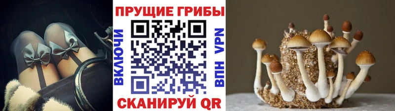 где купить наркоту  гидра зеркало  Псилоцибиновые грибы GOLDEN TEACHER  Шиханы 